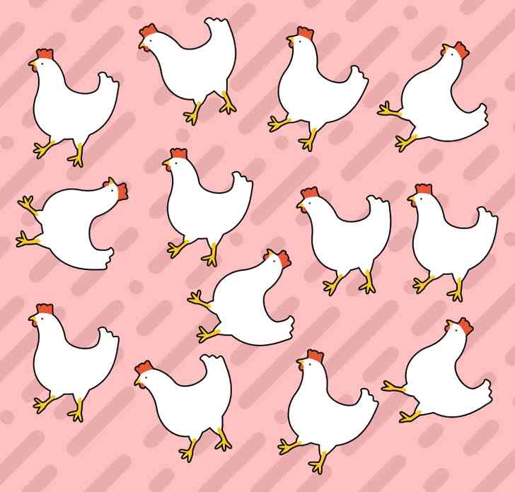 where is the odd chicken in the picture